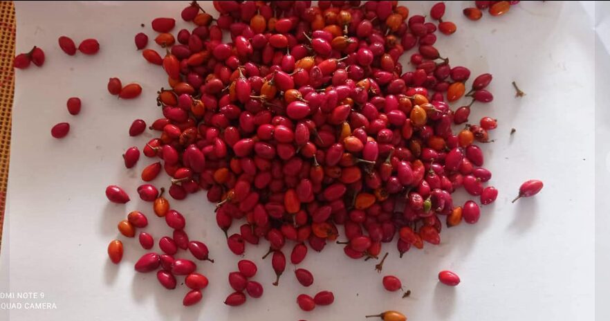 Premium Erythroxylum Novogranatense Coca Seeds for sale