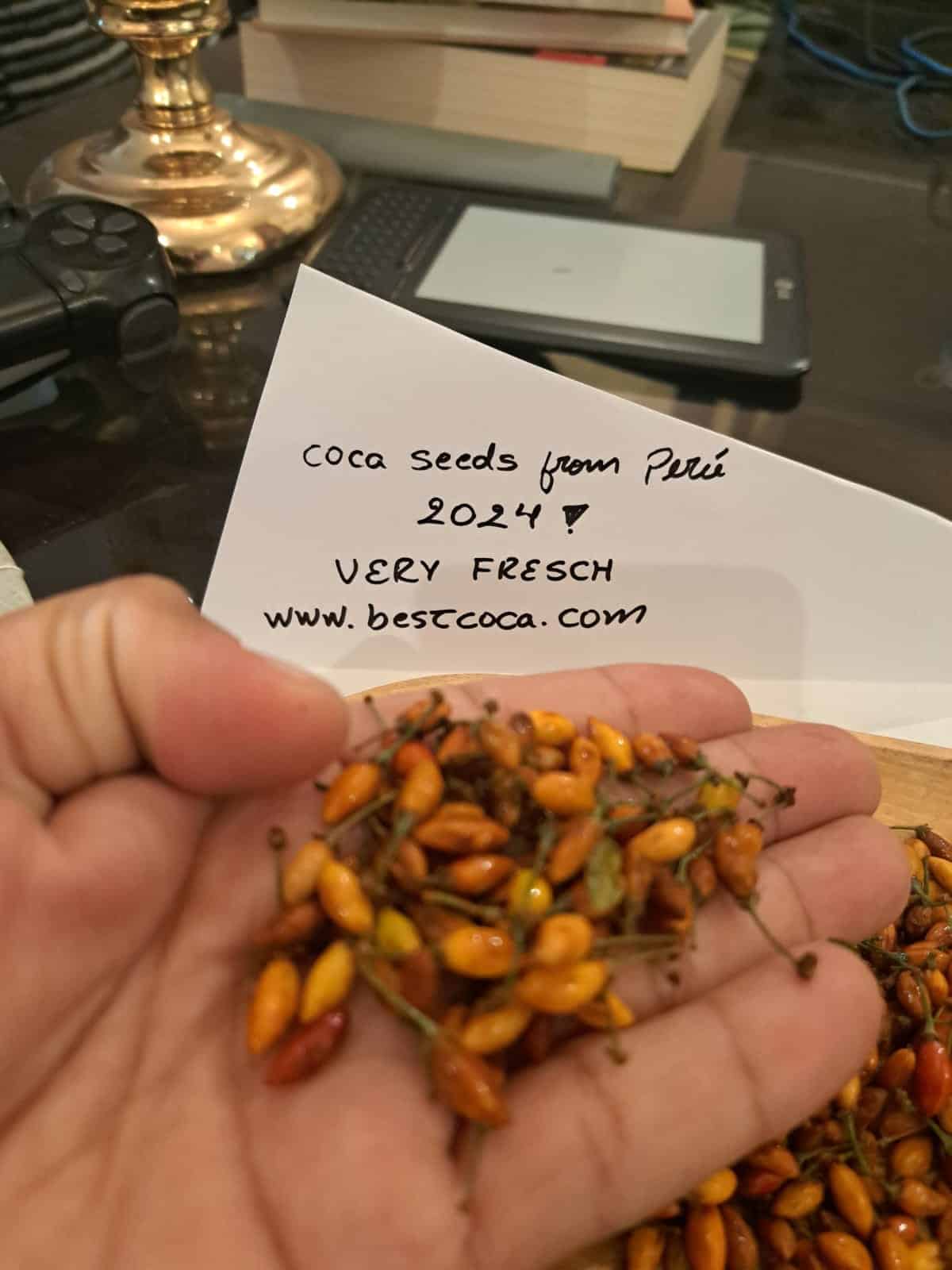 Peru Coca Seed