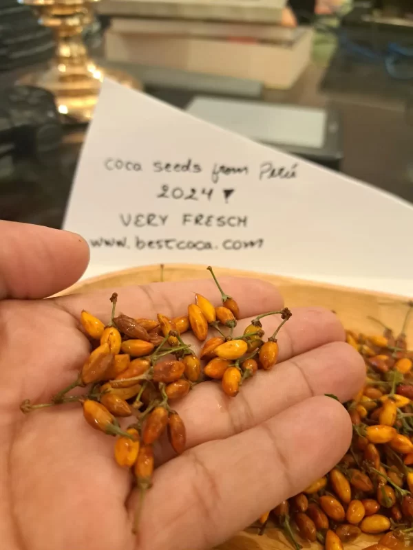 Peruvian Coca Seeds (50 Units)