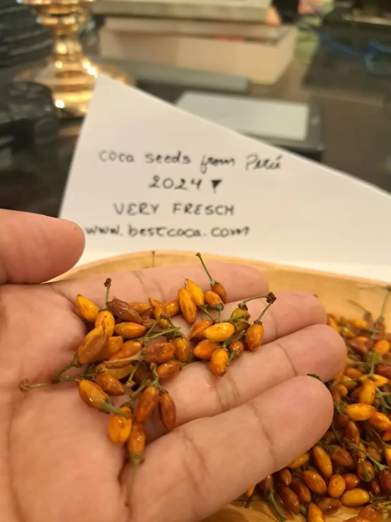 Buy Peruvian Coca Seeds Online Low Prices on HighQuality