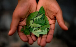 Coca Leaf Nutrition