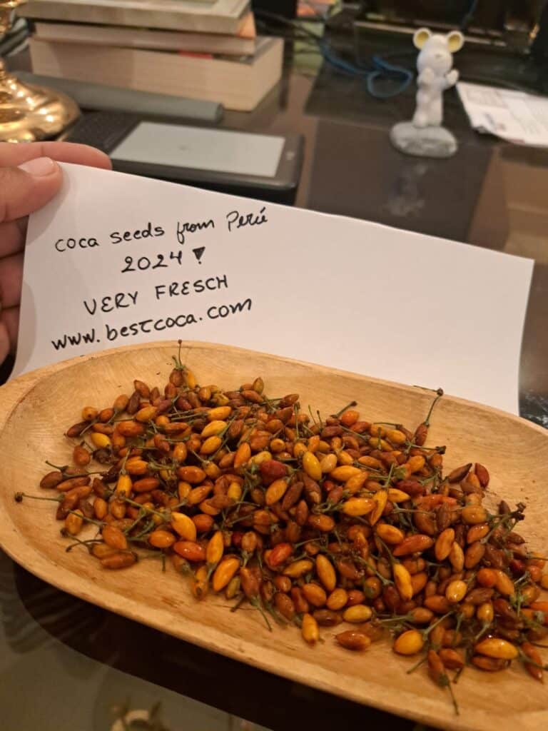 Buy Peruvian Coca Seeds Online Low Prices on HighQuality