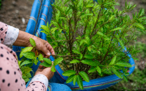 coca leaf shamanic healing