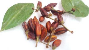 Coca Seed