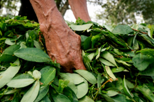 harvesting coca leaves