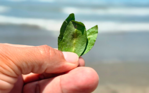traditional coca leaf chewing technique